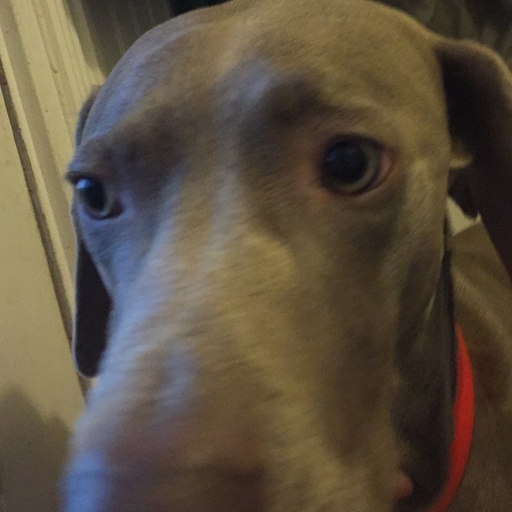 Meet your Posher, Zoe